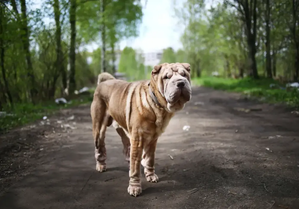 Shar Pei Blue: wszystko o kolorze, charakterze i zdrowiu psa