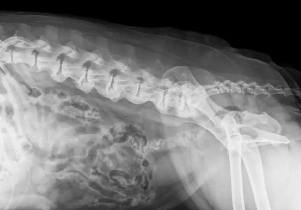 Spondyloza u psa seniora: Jak leczyć ból i dać mu komfort?