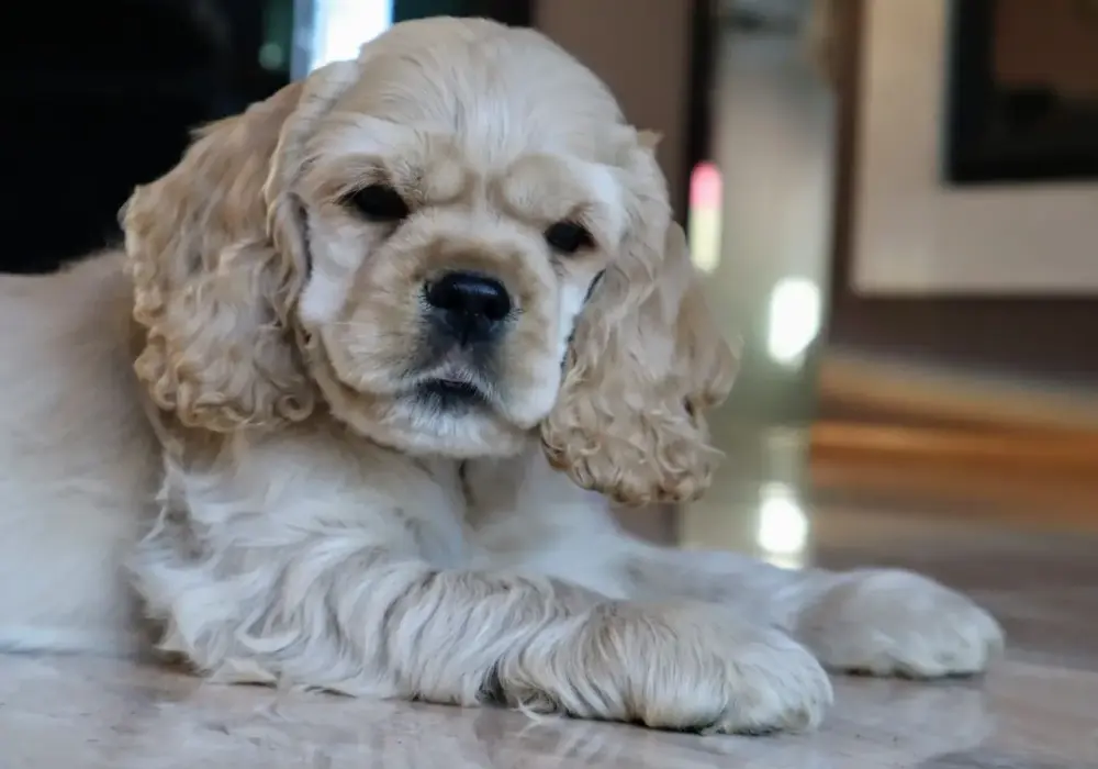 Cocker spaniel z ZKwP: przewodnik po hodowli i cenie