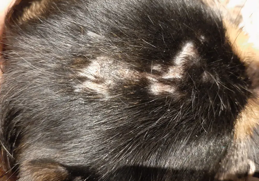 Twój pies łysieje? Odkryj dermatologiczne przyczyny i leczenie