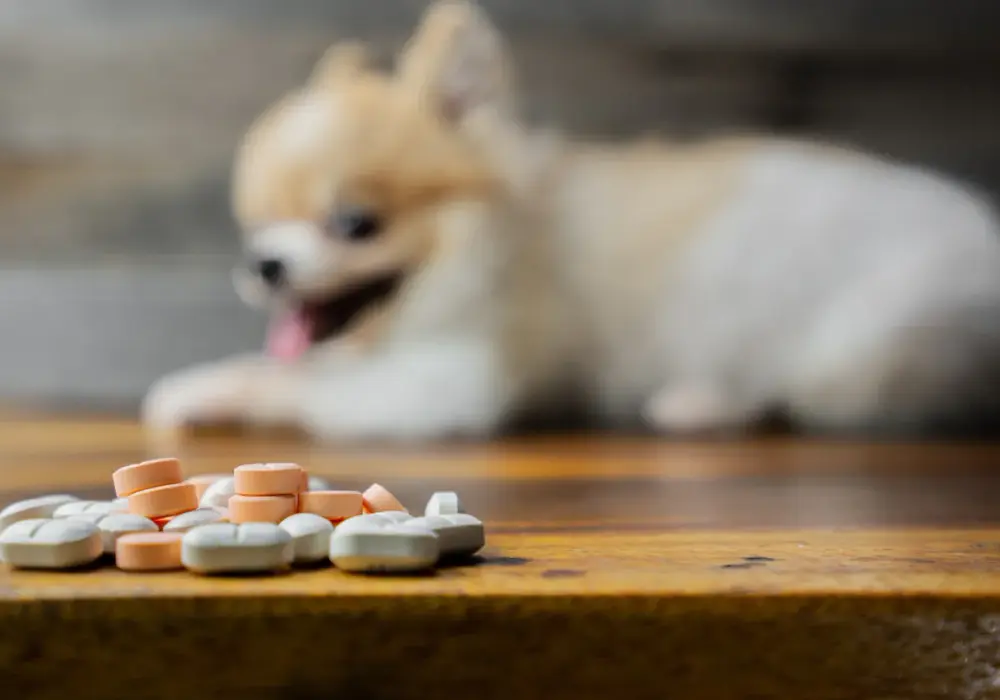 Czy psu można podać paracetamol? Toksyczność i objawy zatrucia