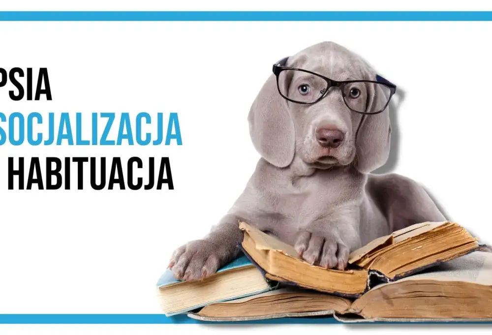 Socjalizacja szczeniaka: Kiedy zacząć? Szczepienia a pierwsze spotkania.