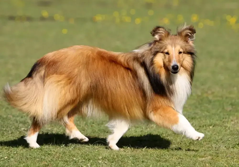 Owczarek collie krótkowłosy: Przewodnik po charakterze, zdrowiu i cenie