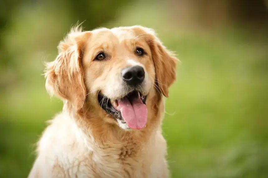 Kiedy rośnie sierść golden retrievera? Poznaj kluczowe etapy rozwoju