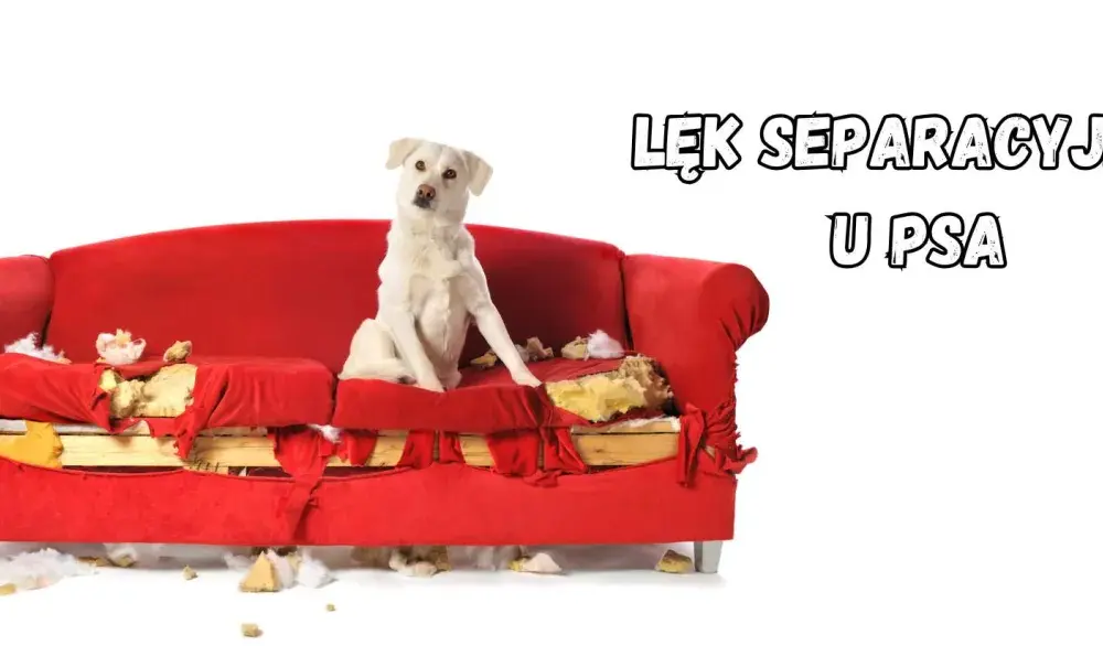 Twój pies niszczy drzwi? To lęk separacyjny! Jak pomóc?