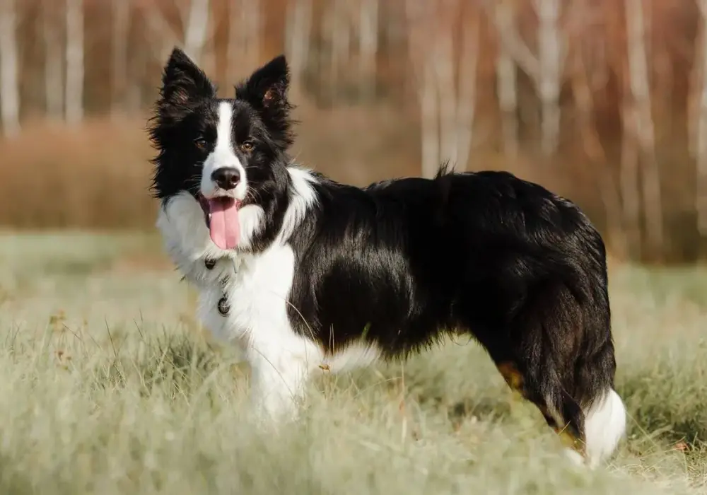 Mieszaniec Border Collie: Czy ten energiczny geniusz jest dla Ciebie?