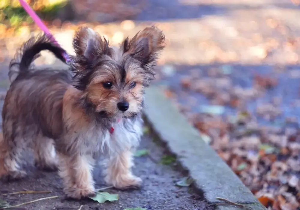 Chorkie: Wszystko o mieszańcu Yorka i Chihuahua (Wygląd, Charakter, Cena)