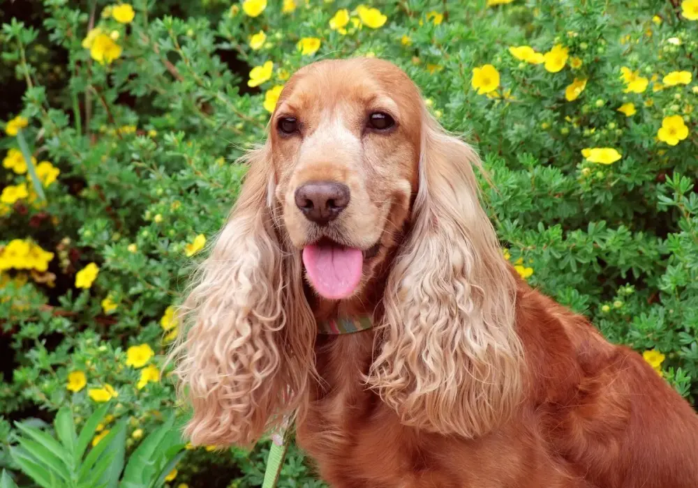 Cocker Spaniel agresywny? Poznaj prawdę i jak zapobiegać!