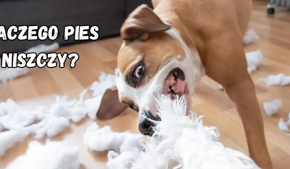 Pies niszczy zabawki w 5 min? Te gryzaki to zmienią!