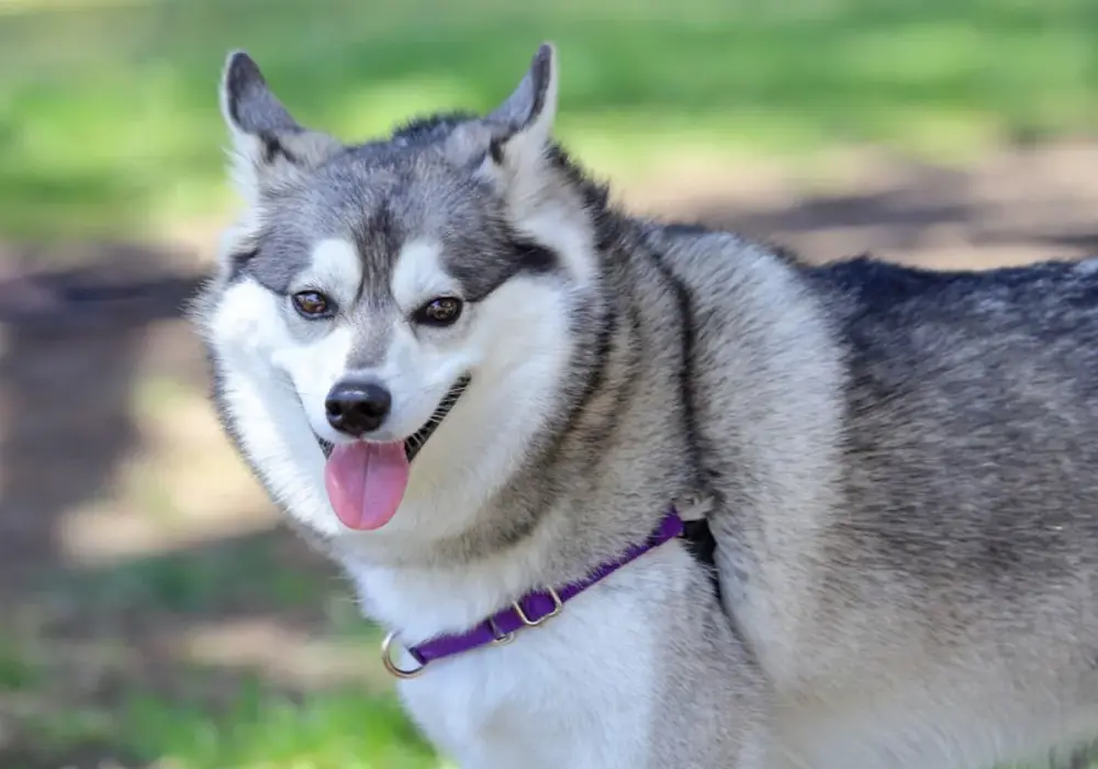 Alaskan Klee Kai: Mały Husky? Wszystko o rasie [Polska]
