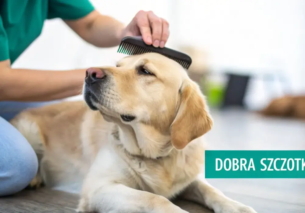 Szczotka dla labradora: Jak wybrać najlepszą? Poradnik eksperta