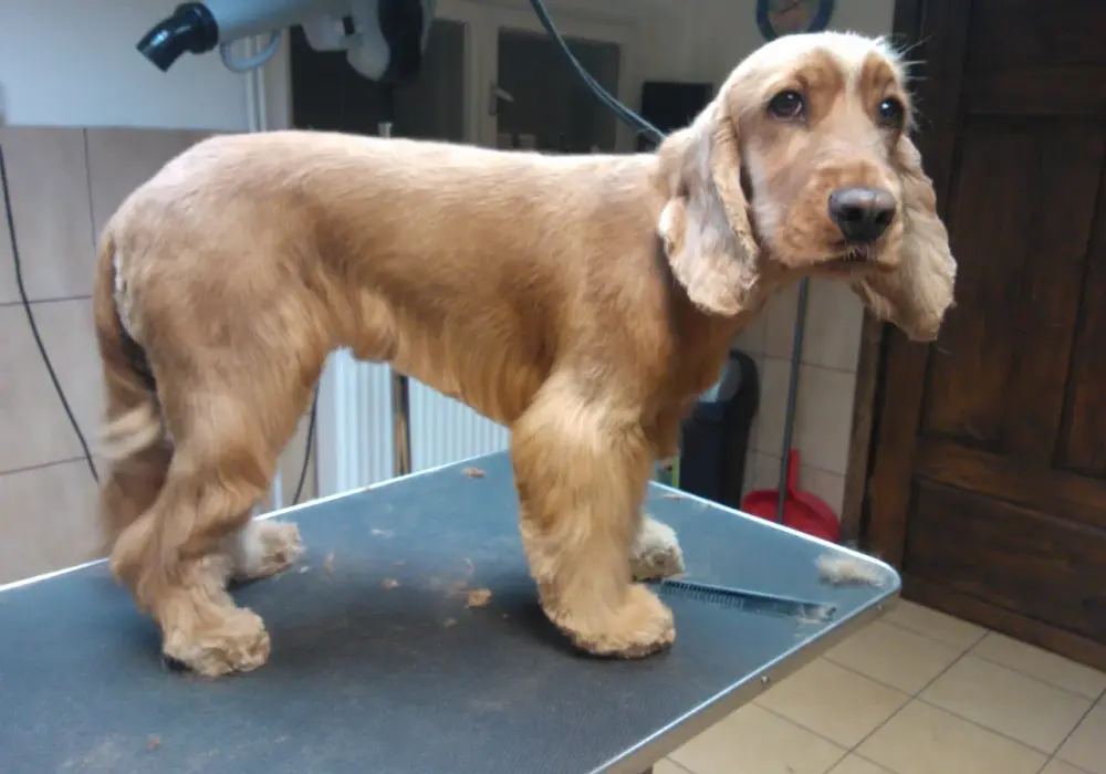 Cocker spaniel fryzury: przewodnik po strzyżeniu i pielęgnacji