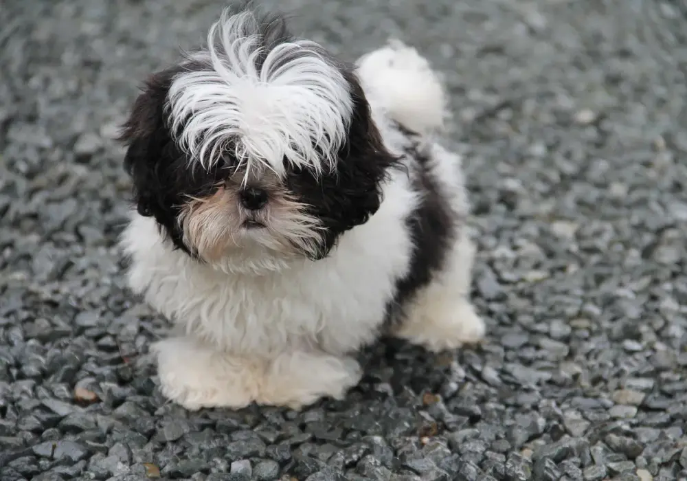 Shih tzu vs Maltańczyk: Którego psa wybrać? Porównanie