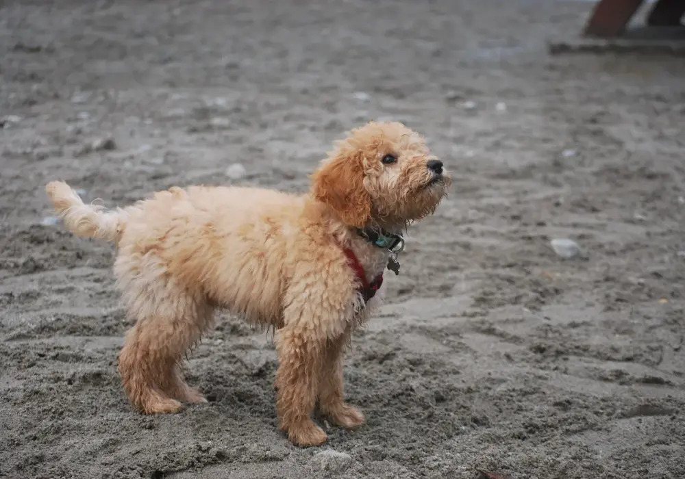 Mieszaniec Golden Retrievera: Co musisz wiedzieć przed adopcją?