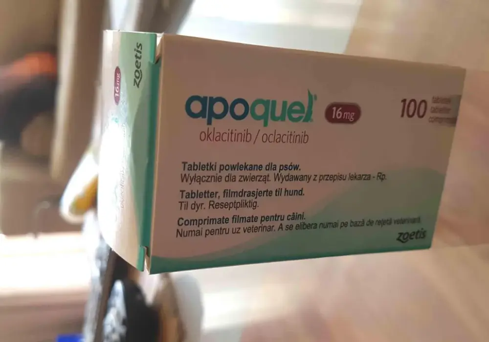 Pies z AZS? Nowe leki: Apoquel, Cytopoint ulga bez sterydów