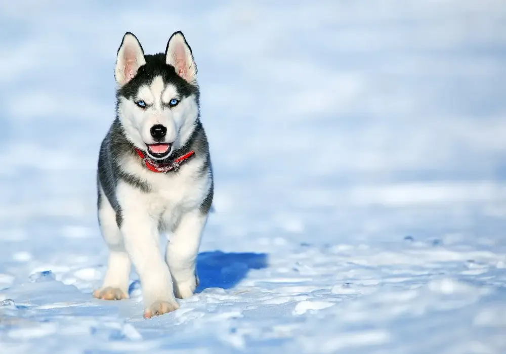 Ile kosztuje husky syberyjski? Poznaj ceny w różnych miastach Polski