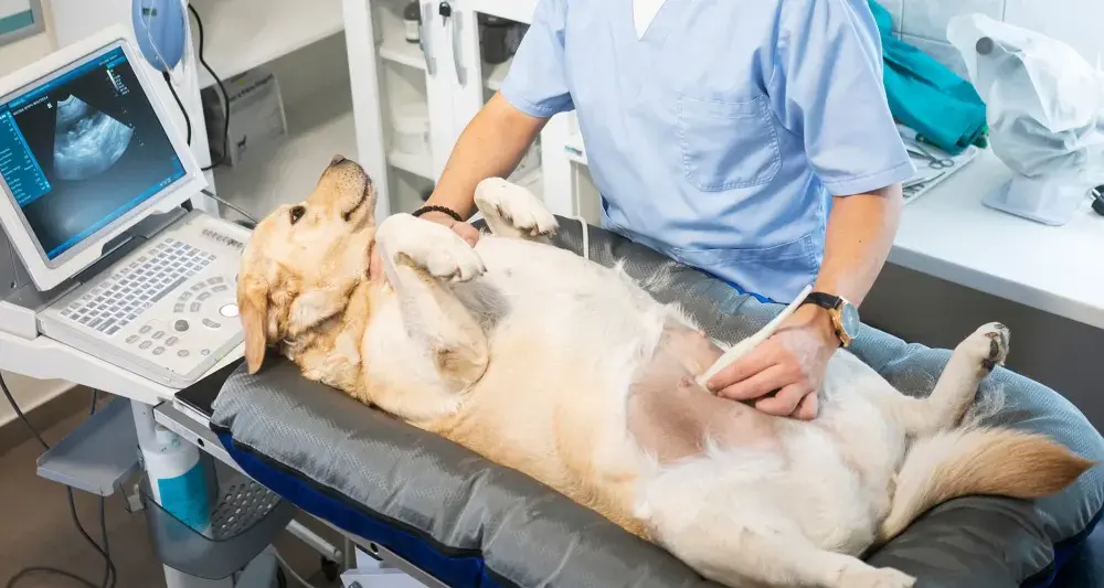 Farmakologiczne przerwanie ciąży u suki: koszt, procedura, ryzyko