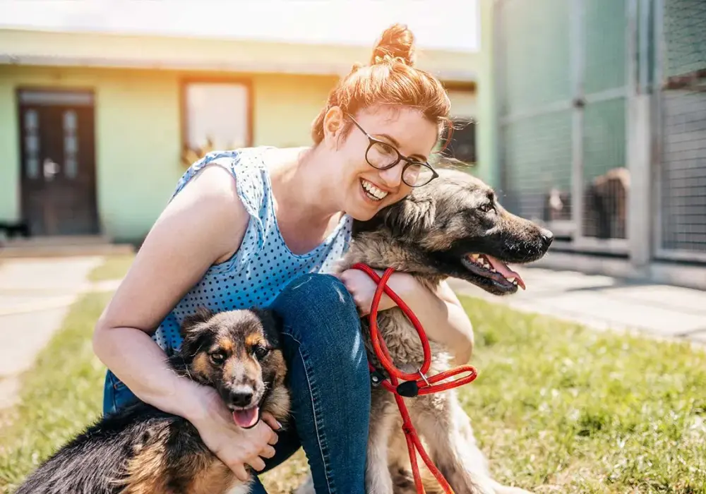 Adopcja setera: przewodnik po rasie, adopcji i życiu z psem