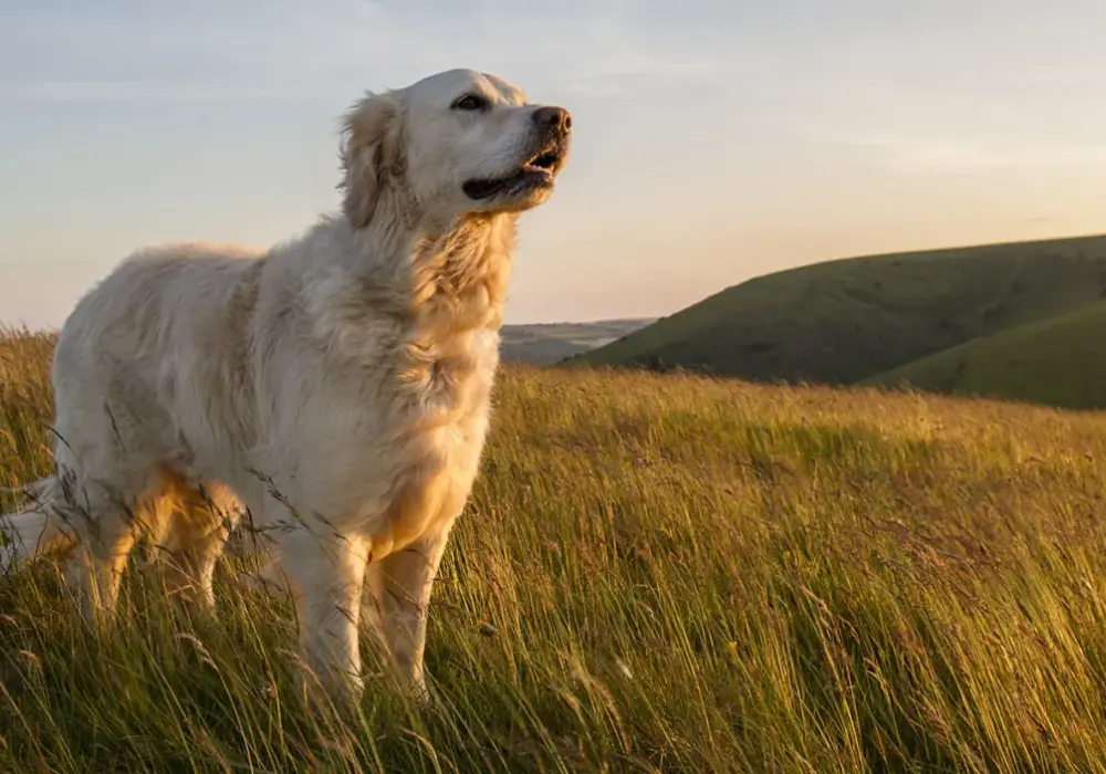 Czy golden retriever jest agresywny? Poznaj prawdę o tej rasie