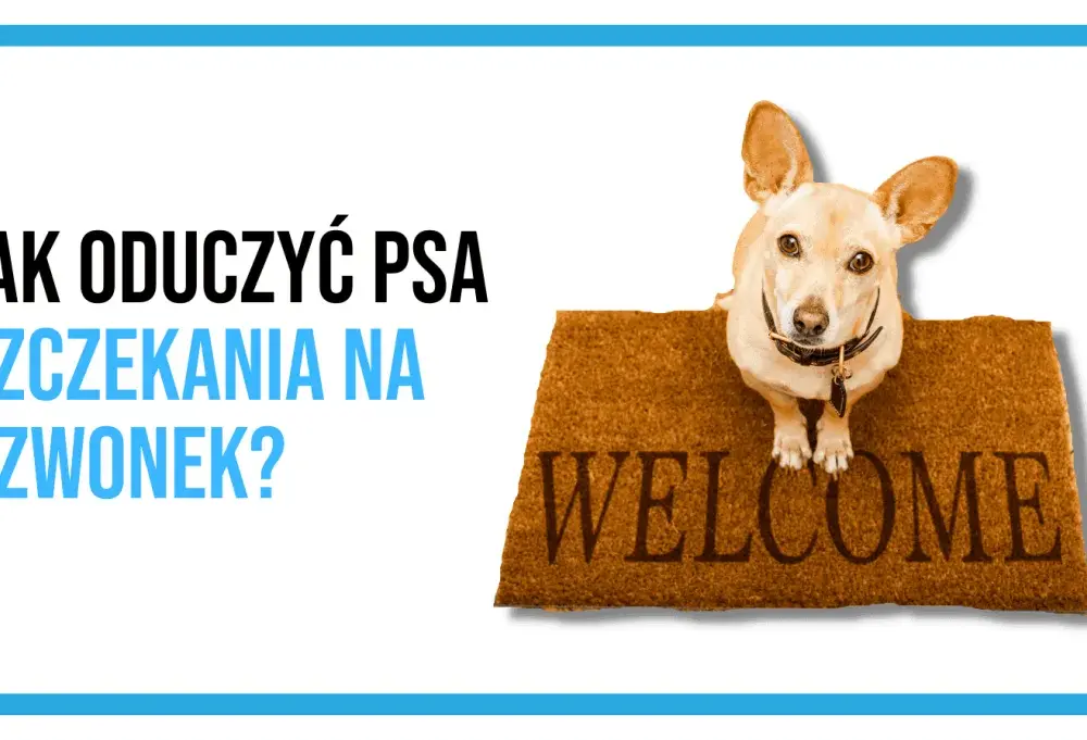 Twój pies szczeka na dzwonek? Sprawdzone metody na ciszę w domu