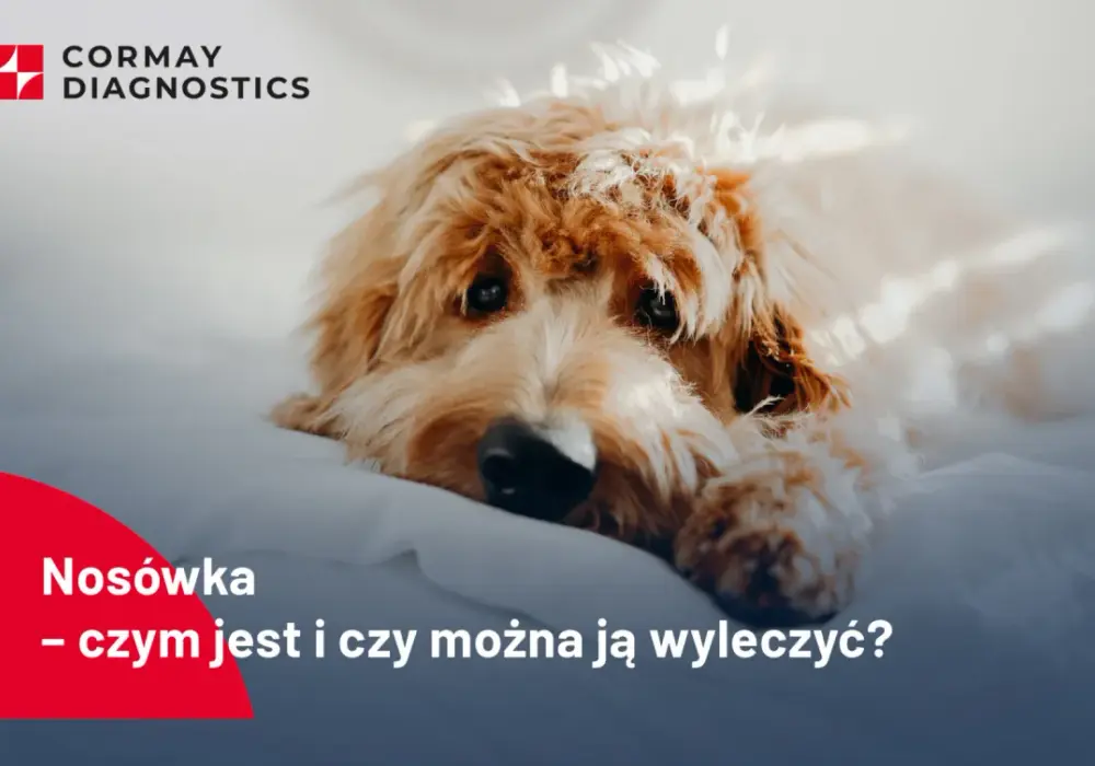 Nerwowa nosówka u psa: Jakie są rokowania? Poznaj realną prawdę.