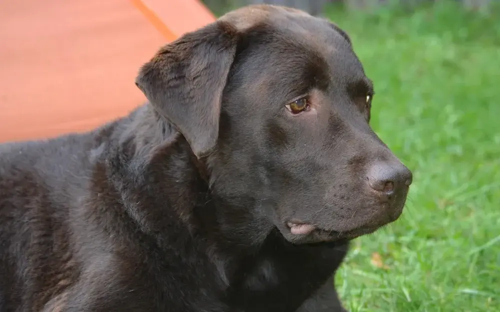 Labrador agresywny? Prawda o temperamencie i wychowaniu psa