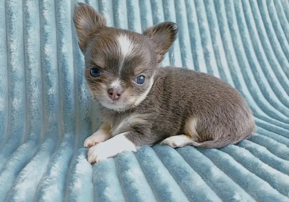Chihuahua blue merle: Urok, ryzyko i odpowiedzialny wybór