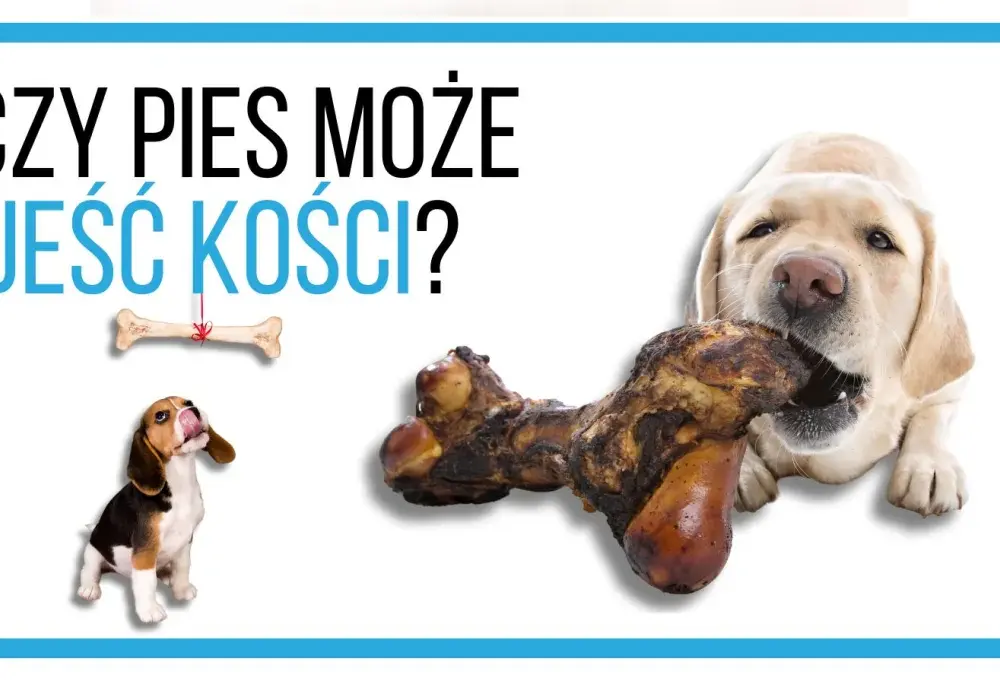 Dlaczego gotowane kości kurczaka to śmiertelne zagrożenie dla psa?