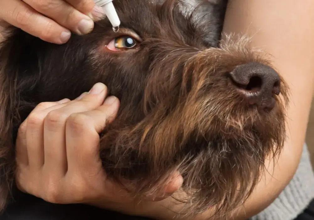 "Cherry eye" u psa? Zabieg, koszty, opieka pełny przewodnik