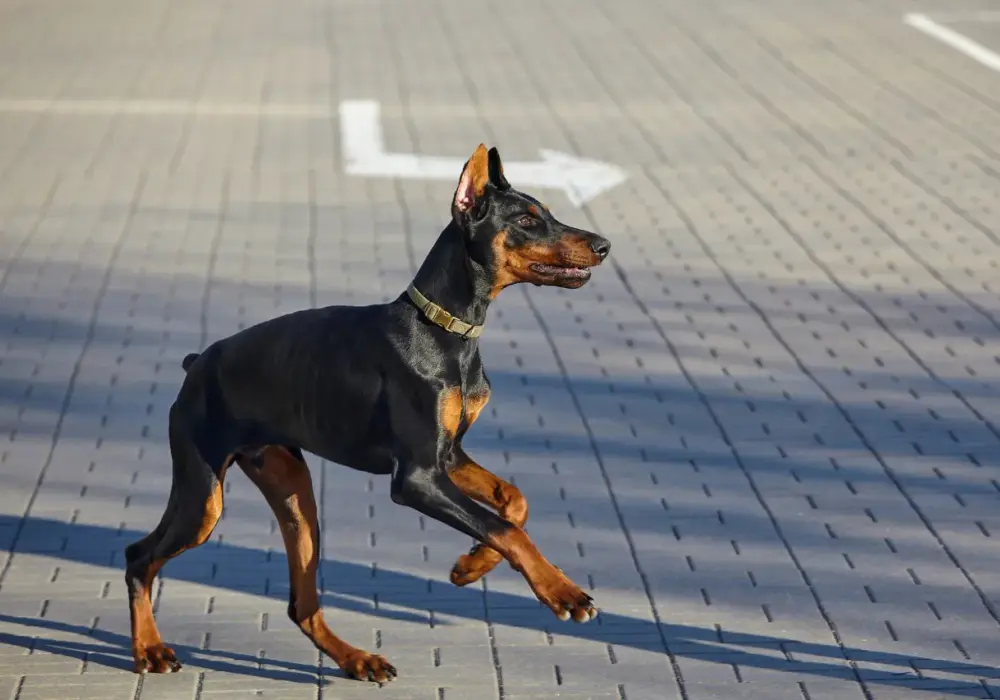 Doberman: Czy kopiowanie uszu jest legalne w Polsce?