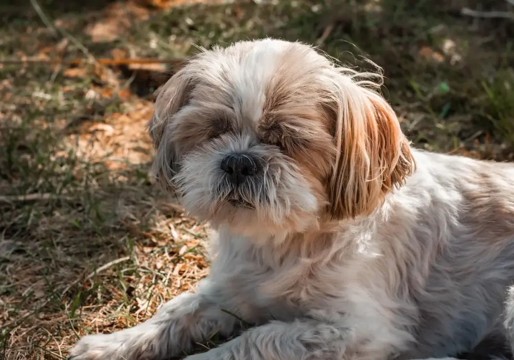 Prawidłowa waga Shih Tzu: ile powinien ważyć Twój pies?