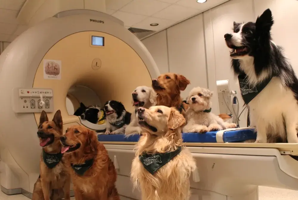 Twój pies rozumie mowę? Badania fMRI zmieniają perspektywę.