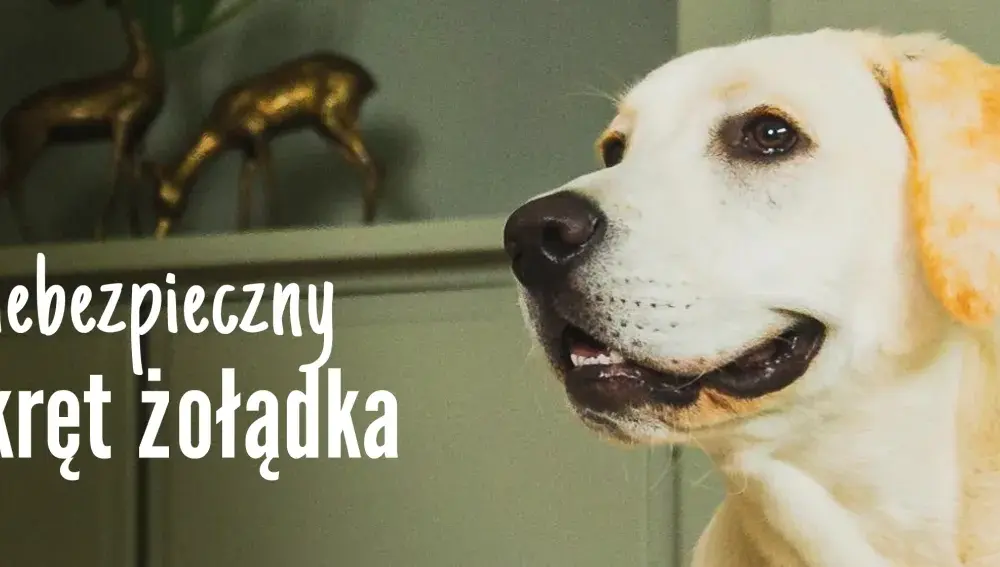 Skręt żołądka u psa: Ratuj! Objawy i co robić przed weterynarzem