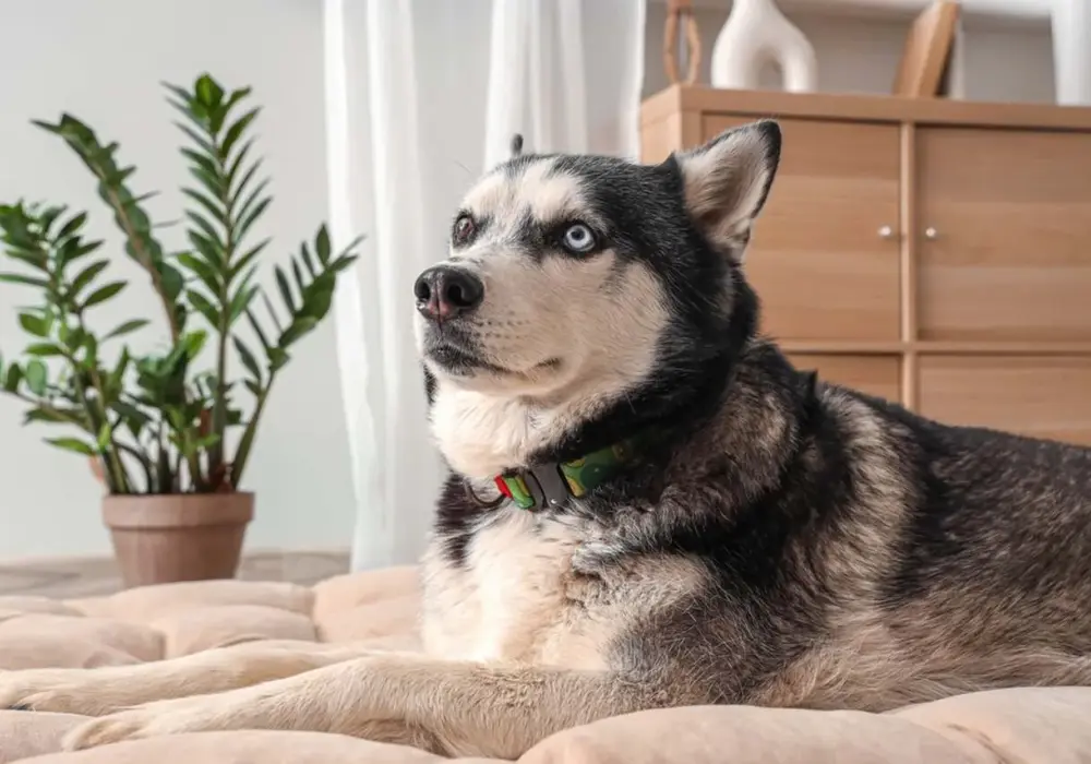 Jak wygląda pies husky? Odkryj ich niesamowity wygląd i cechy