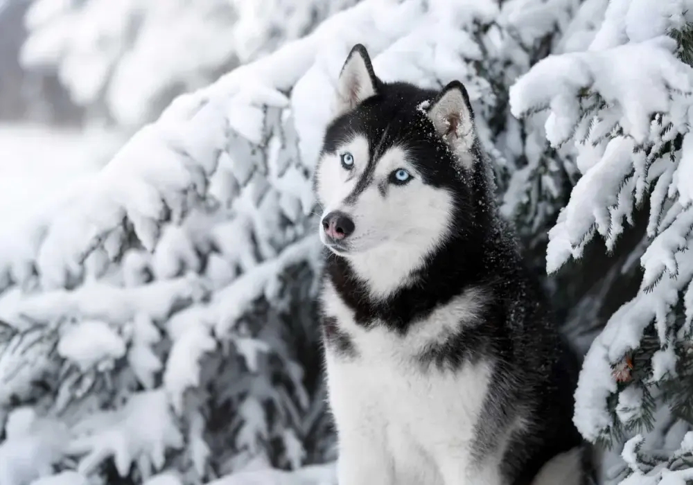 Ile kosztuje husky z rodowodem? Poznaj ceny i ważne czynniki