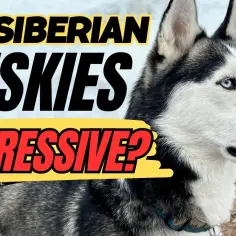 Czy husky jest agresywny? Odkryj prawdę o ich temperamencie
