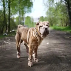 Brązowy shar pei z charakterystycznymi zmarszczkami na pyszczku stoi na leśnej ścieżce.