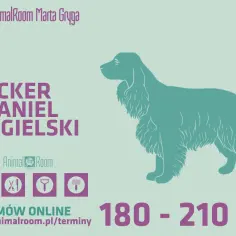 Elegancki cocker spaniel angielski czeka na profesjonalne strzyżenie w Animal Room. Cennik i rezerwacja online.