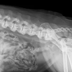 Spondyloza u psa seniora: Jak leczyć ból i dać mu komfort?