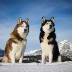 Jak długo żyją husky? Fakty, które mogą cię zaskoczyć