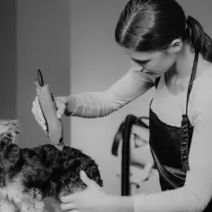 Profesjonalna groomerka używa maszynki do strzyżenia psa rasy Yorkshire Terrier.