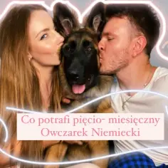 Jak wygląda 5 miesięczny owczarek niemiecki? Cechy i wymiary szczeniaka