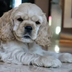 Cocker spaniel z ZKwP: przewodnik po hodowli i cenie
