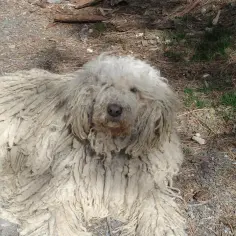 Węgierski pies pasterski, komondor, leży na ziemi, jego długie, sznurkowe futro przypomina owczą wełnę.