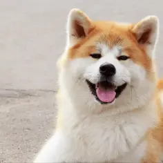 Czy akita jest agresywna? Prawda o temperamentach tej rasy