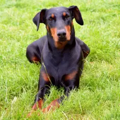 Elegancki doberman bez obciętych uszu leży na soczystej, zielonej trawie, wpatrując się w obiektyw z uwagą.