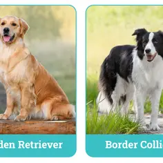 Złoty retriever siedzi na ławce, a obok niego stoi border collie.