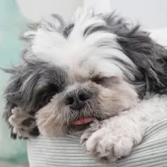 Śpiący piesek rasy Shih Tzu z wystającym języczkiem. Czy pies może hydroksyzyne? Zapytaj weterynarza.