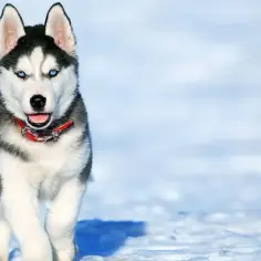 Pies jak husky – odkryj cechy, pielęgnację i rasy podobne