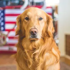 Rudy golden retriever siedzi przed amerykańską flagą, patrząc prosto w obiektyw.